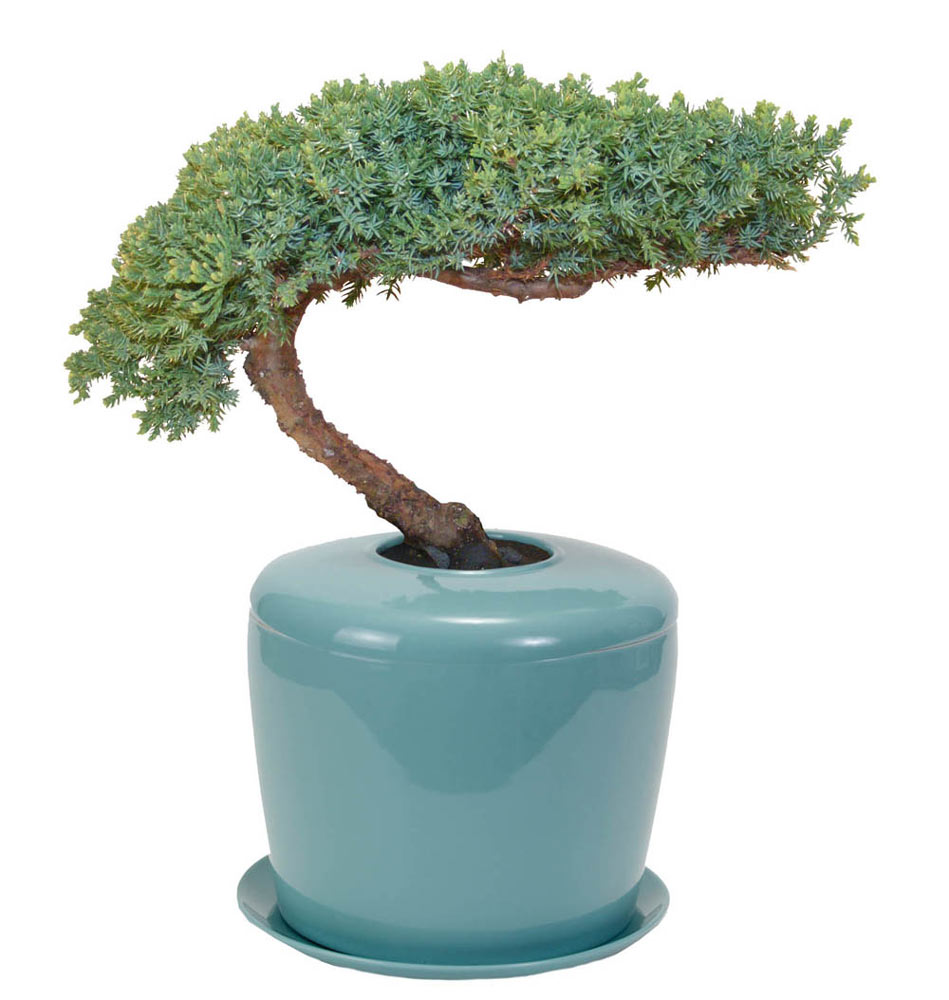 Celadon Blue Bonsai Tree System Cremation Urn Questions & Answers