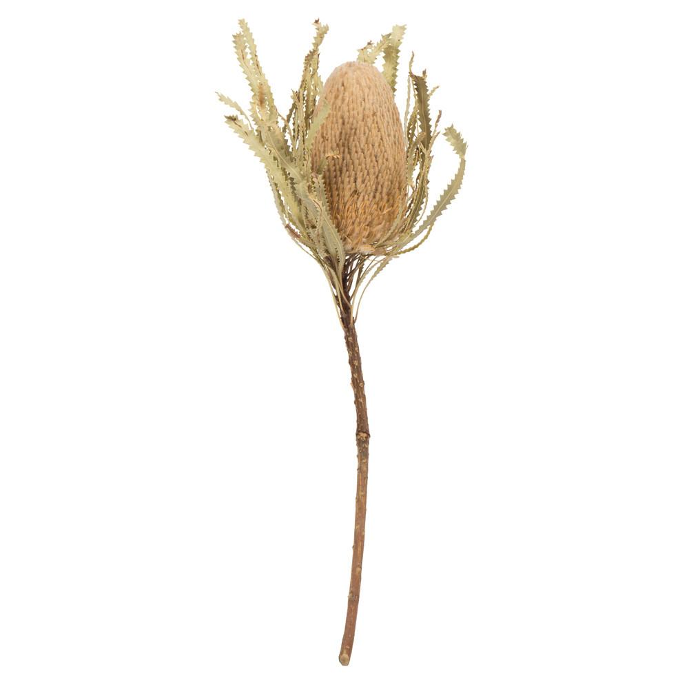 Vickerman H1BAJ000-3 12" Natural Banksia Flower Stem 3/Pk Questions & Answers